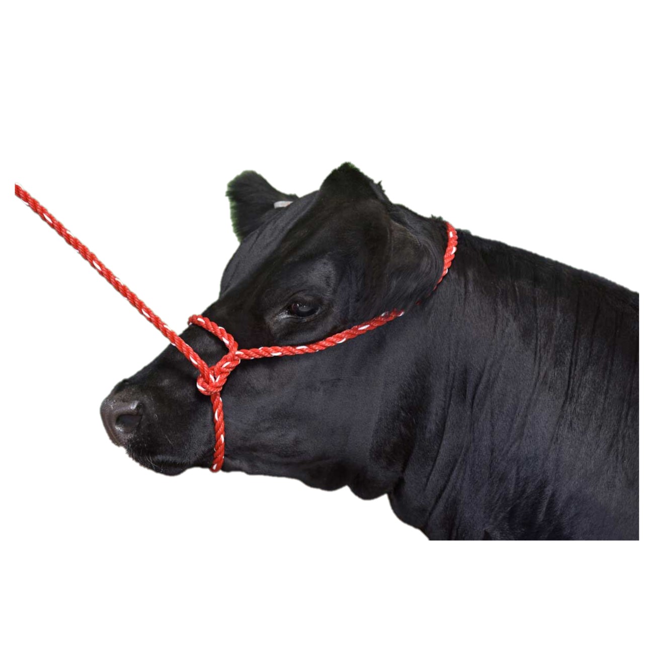 Poly Rope Halters – Cattle – 10′