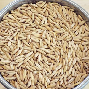 Warburg Seed Bulk Oats